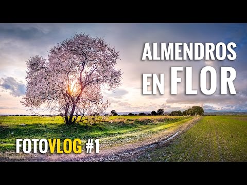 ALMENDROS en FLOR | FotoVlog #1