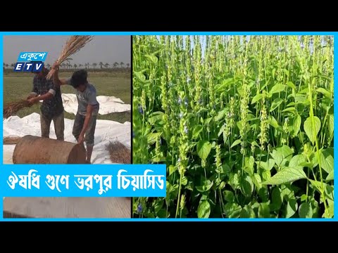 চিয়াসিড চাষে ভাগ্য পরিবর্তন