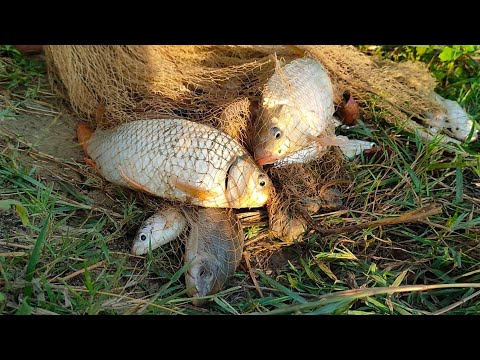 Fish video | Most satisfying Cast Net Fishing video | Pond Fishing | Traditional cast net fishing