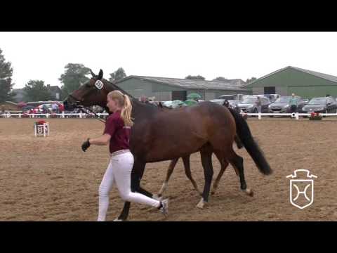 NF253 Stutfohlen von Barcley   Caretino   Painter's Row xx