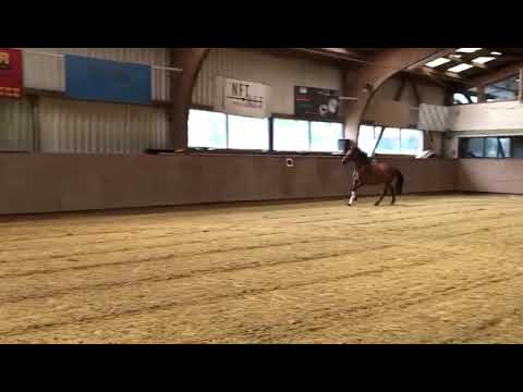 Von Cosmopolitan xKaiserwalzer xBrillant Stute