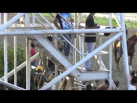 AFICION HIPICA TV DOMINGO 03 DE NOVIEMBRE 2013