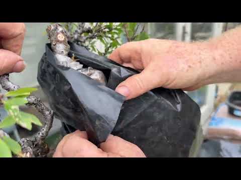 Air Layering a Prunus Spinosa (blackthorn) to create a shohin bonsai, amazing tips and advice
