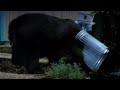 Breaking And Entering Bear Crime BBC Studios