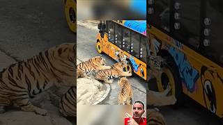 Tigre ATACA Pneu de Micro-Ônibus em Safári! 🚌🐅😱