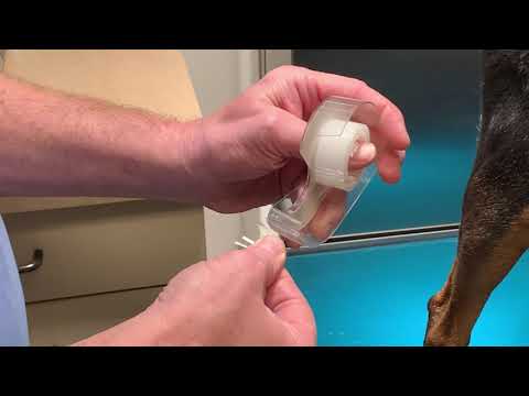 Skin cytology sampling techniques for veterinary dermatology