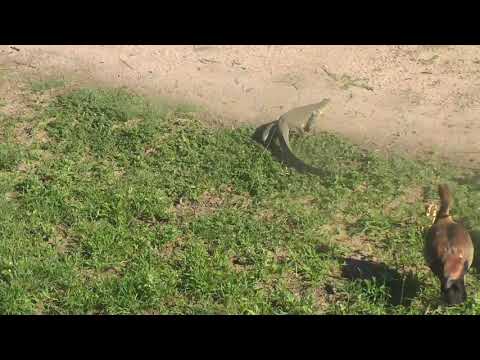 Djuma: Does Egyptian Goose follow and nip tail of Monitor Lizard? - 07:55 - 01/05/19