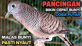 Download lagu Perkutut Lokal Gacor RAJA PIKAT Ahlinya Bikin Semua Burung Perkutut Gacor Nyaut. mp3 Download lagu Perkutut Lokal Gacor RAJA PIKAT Ahlinya Bikin Semua Burung Perkutut Gacor Nyaut. mp3
