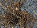 New pair of bald eagles spotted on Little Miami Conservancy nesting camera