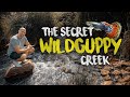 The Secret WILD GUPPY CREEK 100 000 Guppy Fish Planted Tank