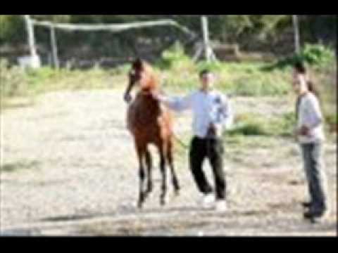 K.z.ZamZamm Shifa-amr