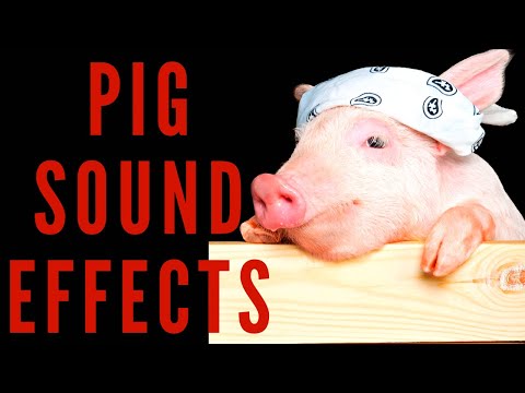 PIG SOUND EFFECTS - Pig Sounds and Oink 👆😀😍