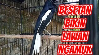 Download lagu suara kacer besetan pedas bikin lawan ngamuk !! mp3 Download lagu suara kacer besetan pedas bikin lawan ngamuk !! mp3