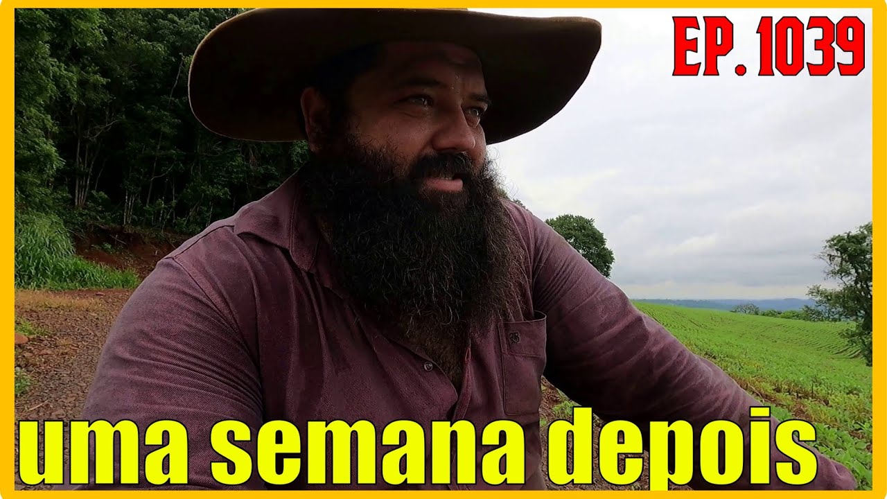 soja queimado uma semana depois