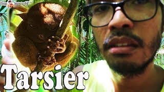 preview picture of video 'Hunting the Smallest Monkey In the World  - Tarsier in Bohol, Philippines  |  I ♥ TANSYONG TV'