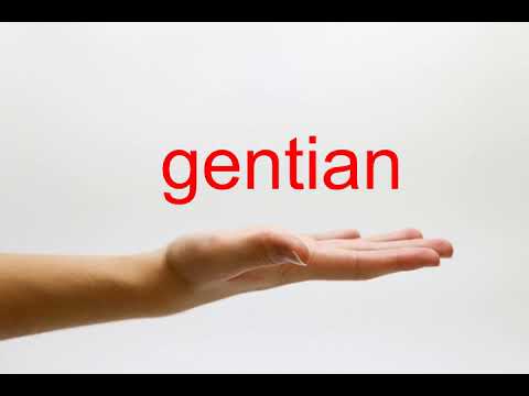 How to Pronounce gentian - American English