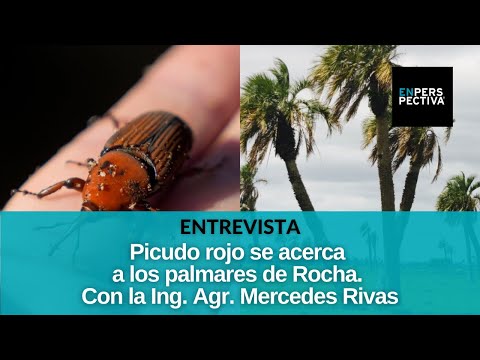 Palmares de Rocha en alerta por picudo rojo: ¿Qué medidas toma la intendencia para prevenir?