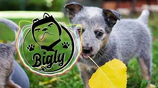 Dannic - Stay (feat. Inna) (Extended Mix)