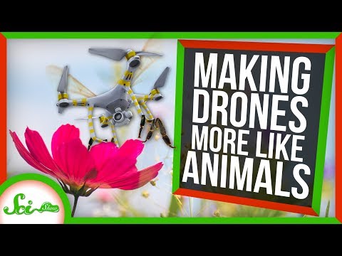 How Studying Animals Is Helping Us Make Better Drones