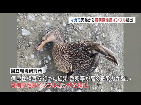 鳥の死骸がドローンに?研究者らは疑わしいプロトタイプを発表