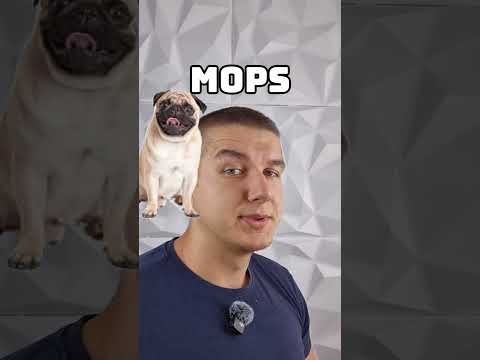 3 rasy psów które są genetyczną pomyłką #jamnik #mops #buldogfrancuski #psyrasowe #behave