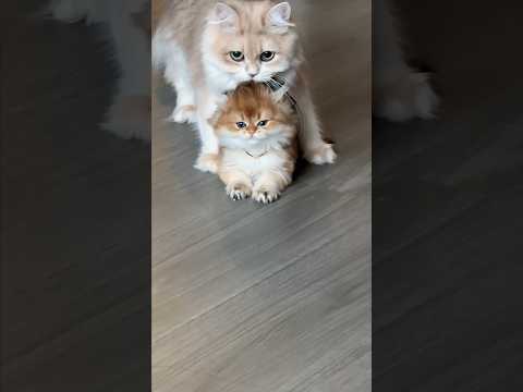 Còn mèo khó ưa tha mèo con đi cất