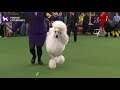 Poodles Standard Breed Judging 2020