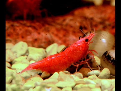 Cherry Shrimp, Neocaridina davidi var Red-Species Spotlight