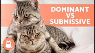 Is My CAT DOMINANT 🐱 Behavior of DOMINANT CATS