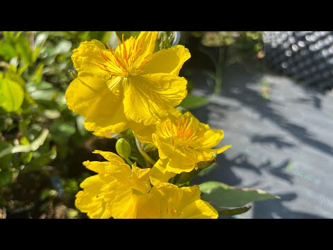 Giảo nhung thơm bông chùm,0397142252 hoặc 0947873959