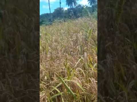 Maranhão produtivo