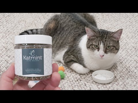 Cats Try Silvervine For The First Time - Silver Vine For Cats