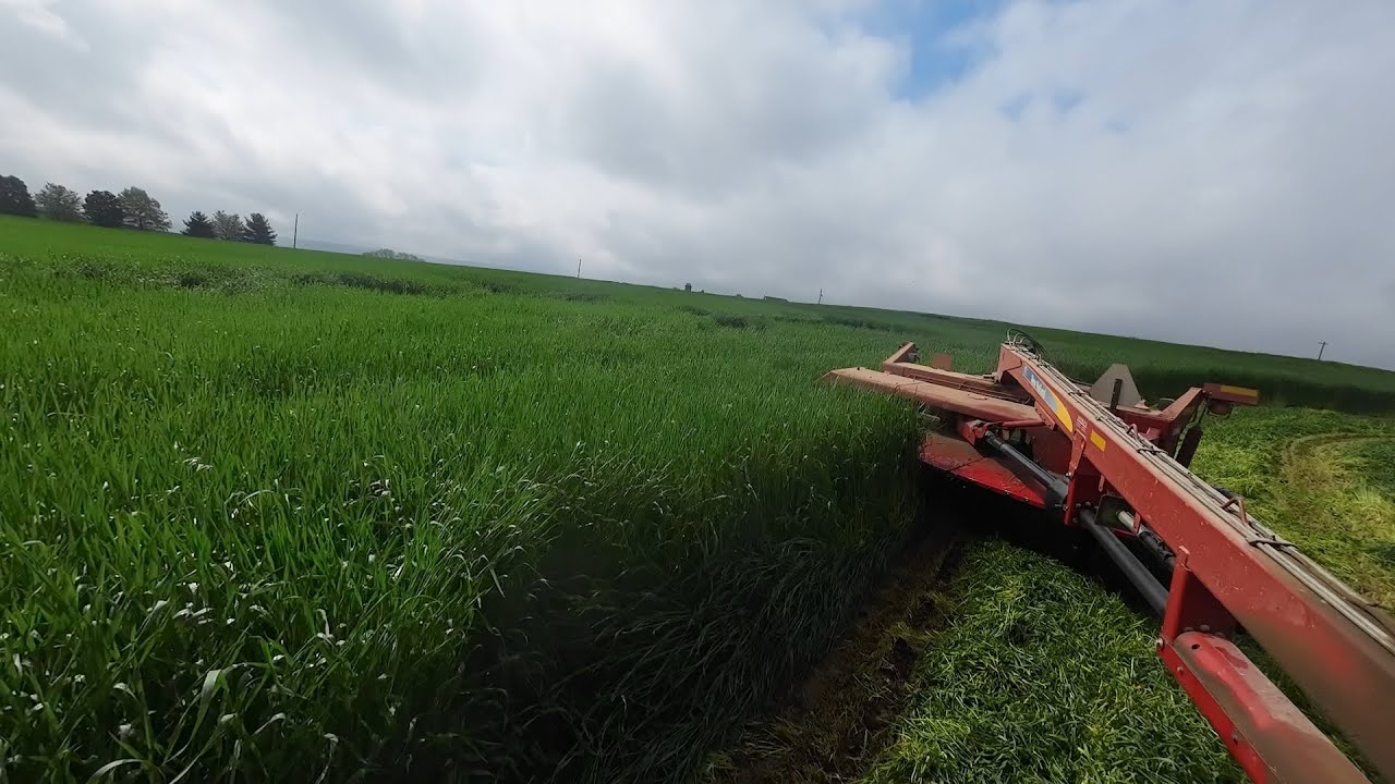 Mowing and Tedding Tall Triticale