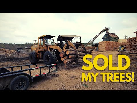 Excavating & Land Prep: Selling Trees to the Lumber Mill