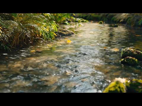 Forest Creek Loop (1+ Hour) | Flowing Water, Ripples & Soft Nature Ambience (No Music)
