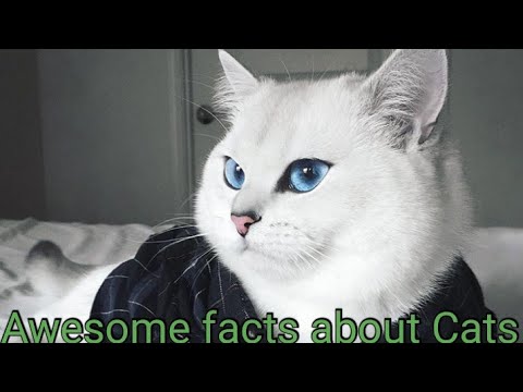 Awesome Facts about cats to understand them Better(Cat Facts)