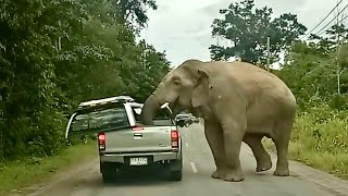 MAN AND BEAST - Part 60 - Great Animal Compilations