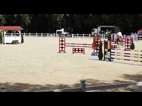 Clark (Kannan x Clarimo) 2019/08/11 ZO-B Biskupiec - 120cm I SPRZEDANY / SOLD