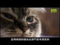 貓咪101：伯曼貓介紹