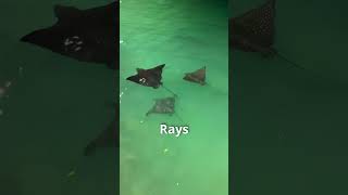 Galapagos Animals: Marine and Land Animals We Saw in the Galapagos | #shorts
