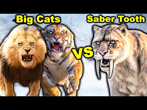 Big Cats vs Saber-Tooth Cat (Smilodon) - Who Wins a Fight