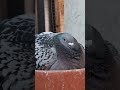 Fat Pigeon 🤣🤣🤣