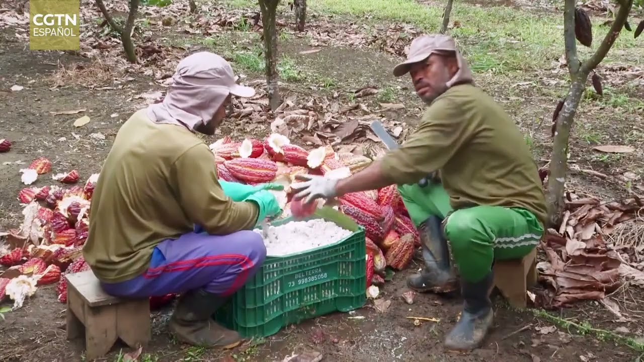 Proyecto agroforestal restaura la selva amazónica