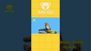 Download lagu Suara Burung Robin | Nama nama Burung | Suara Burung | IMO'GO | Jenis Suara Burung mp3