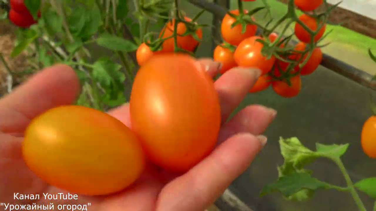Лучшие томаты Черри сезона 2020