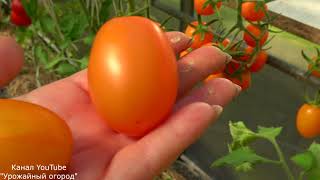 Характеристики помидора Златояр