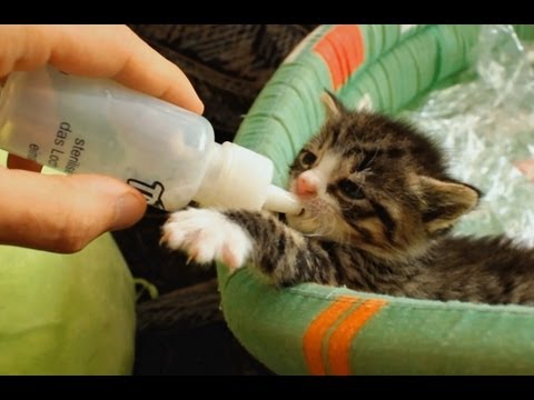 Hungry Kitten Compilation (Bottle Feed) - YouTube