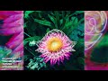 Evo Auxilium I CAN SEE HIS FACE OFFICIAL VIDEO
