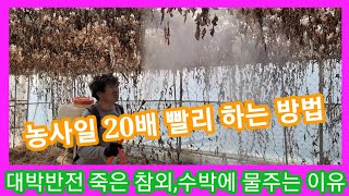 천재적인 발견 죽은 참외,수박,호박 줄기에 물을 뿌려주면 일이 20배이상 빨라 집니다 귀농귀촌 주말농사,텃밭