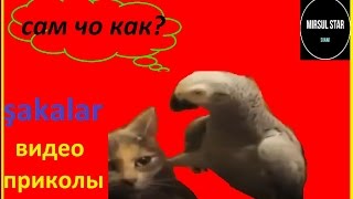 Сев кав тв, птица счастья,человек пластилин и айраназавр